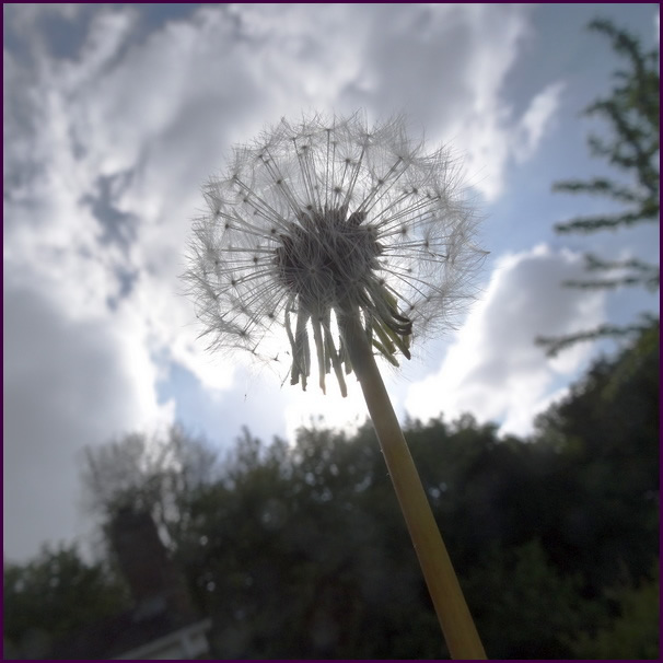 dandy
